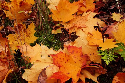 Free Leaves Autumn photo and picture