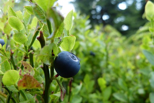 Blaubeere, Obst, Waldfrucht, Blaubeeren