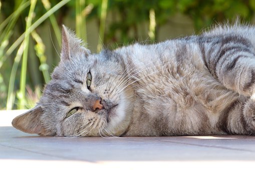 Katze, Natur, Tabby, Pelz, Tier