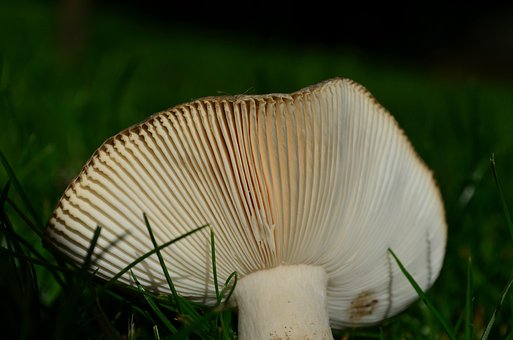 Schijf Schimmel, Paddestoel, Val, Latten