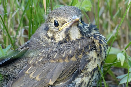 Nestling, Natur, Welpe, Vogel