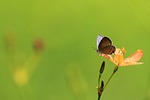 butterfly, flowers, the outskirts