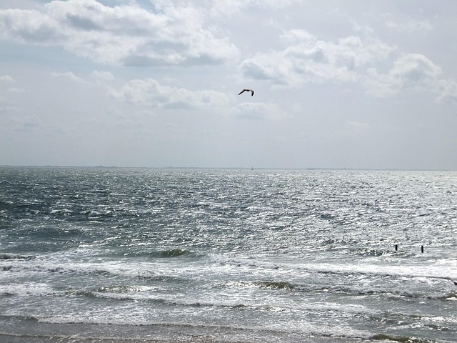 Free Seagulls Water photo and picture
