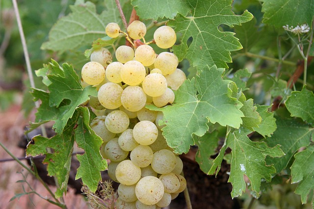 Free Grapes Green photo and picture