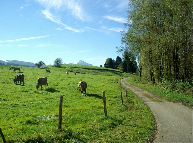 Allgäu, Pad, Natuur, Petersthal, Groente