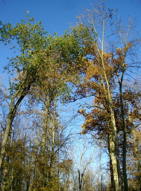 Reserveren, Bomen, Natuur, Groente, Woud