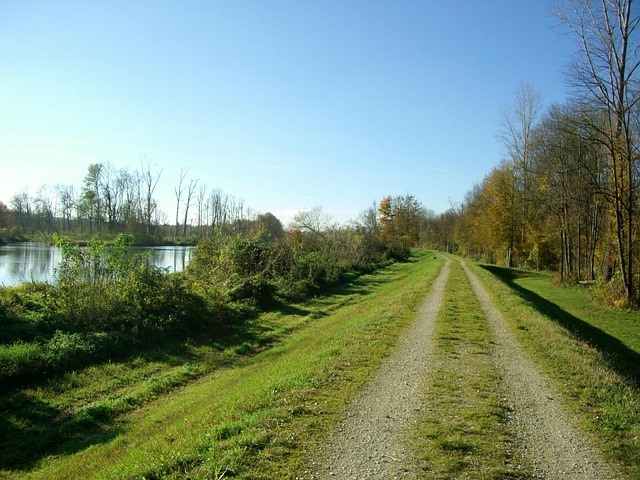 Dam, Pad, Donau, Struiken