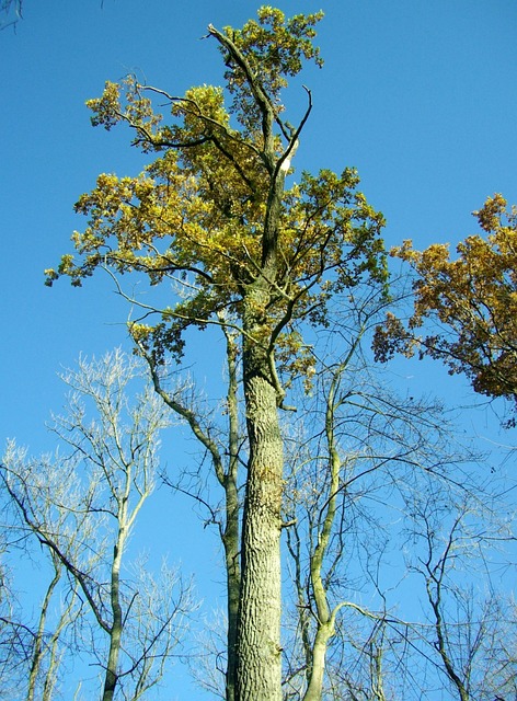 Eik, Stam, Boom, Hoog, Hemel, Blauw