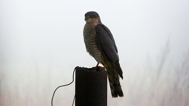 Bussard, Wald, Vogel, Raubtier, Nebel