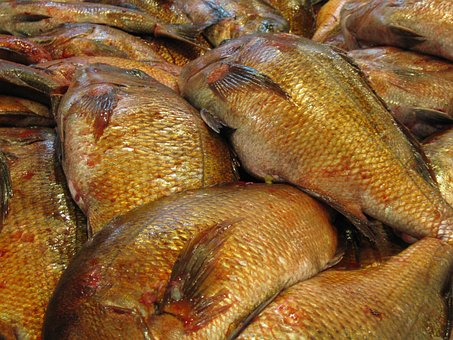 Free Fish Market photo and picture