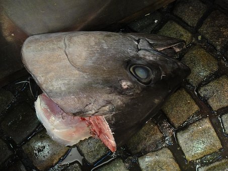 Free Fish Market photo and picture