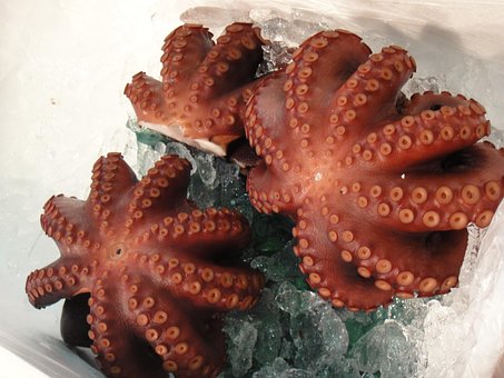 Free Squid Market photo and picture