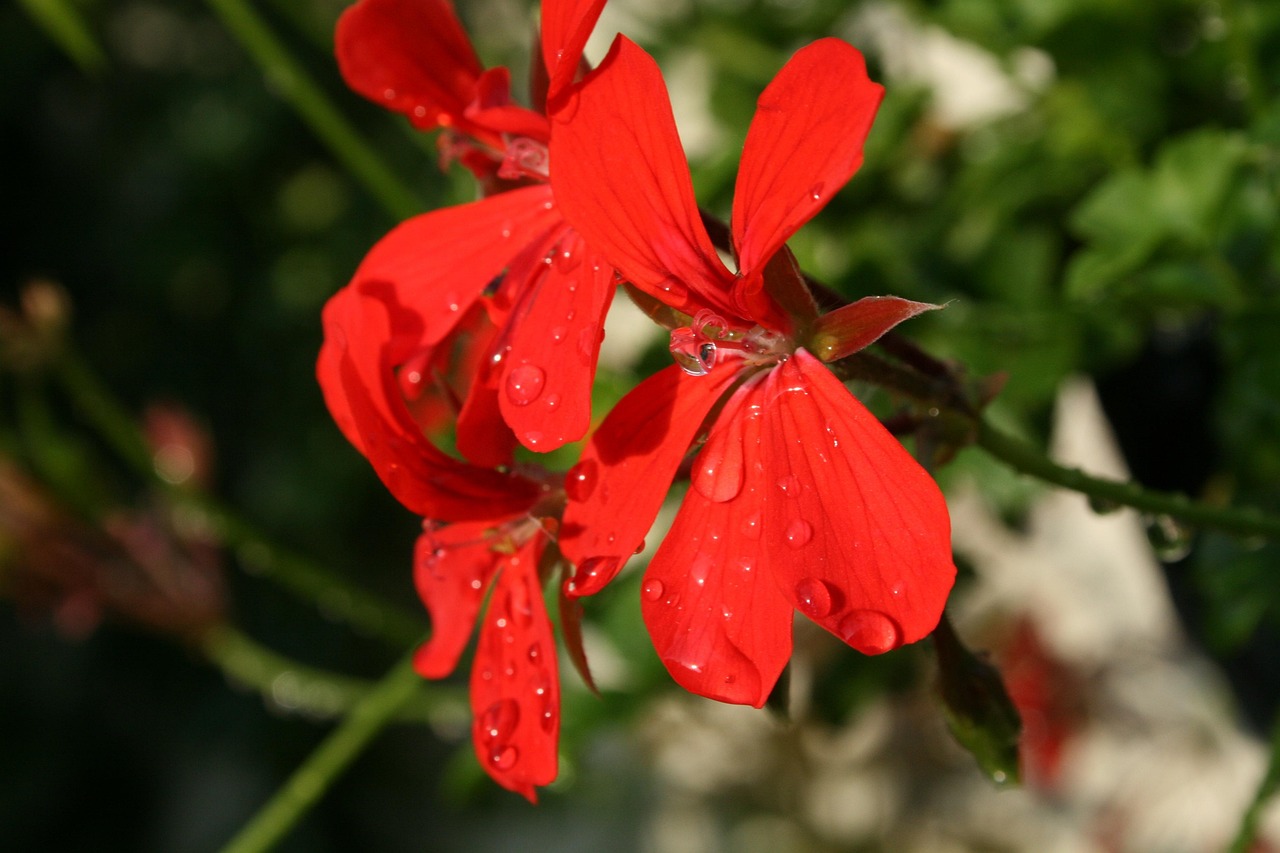 Hanging Geranium Pelargonium - Free photo on Pixabay - Pixabay
