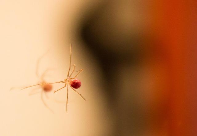 Aranha, Reflexão, Macro, Inseto, Perto