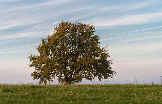 Baum, Natur, Ruhe, Harmonie, Herbst