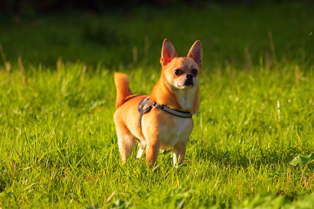 Chihuahua, Hund, Außerhalb, Haustier
