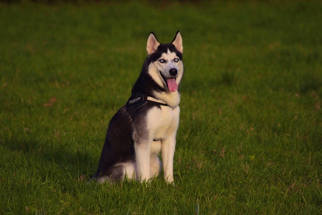 Heiser, Sitzung, Haustier, Tier, Hund
