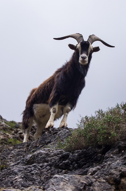Free Goat Horns photo and picture