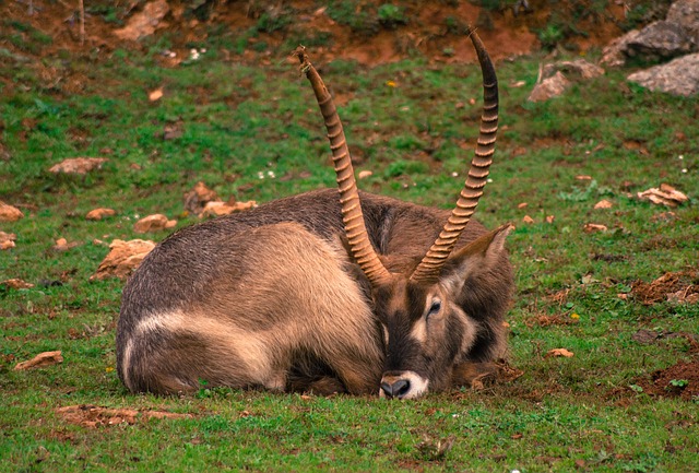 Free Goat Animal photo and picture
