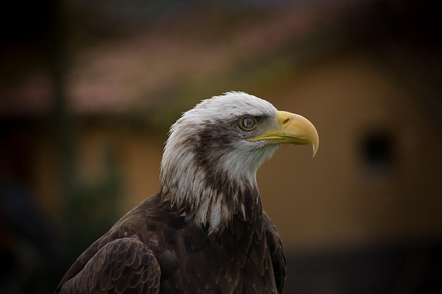 Free Eagle Bird photo and picture
