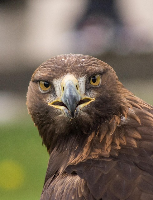 Free Eagle Bird photo and picture