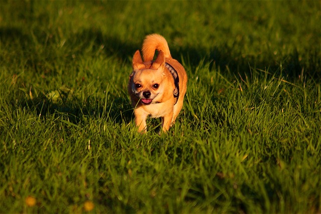 Chihuahua, Hund, Niedlich, Laufen