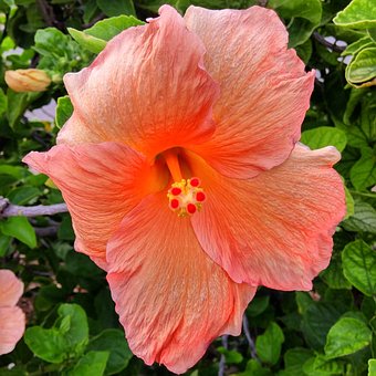hawaiian flower images pixabay download free pictures