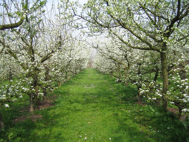 Free Orchard Nature photo and picture