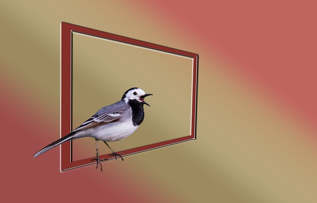 Bachstelze, Vogel, Natur, Tiere