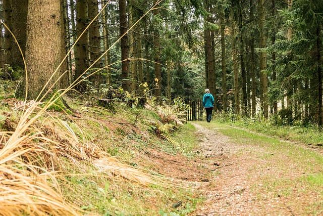 Free Autumn Mood Walk photo and picture