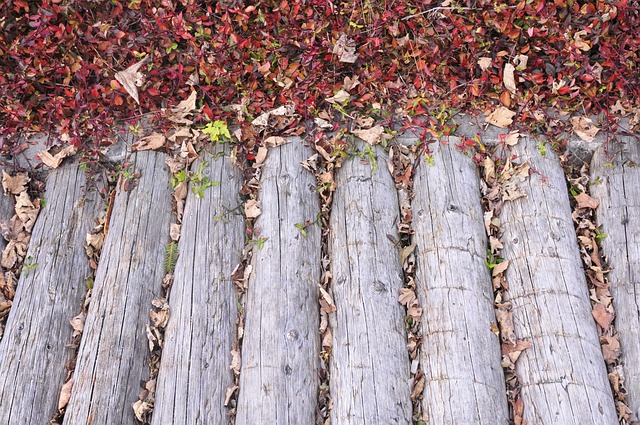 Free Wood Bridge photo and picture