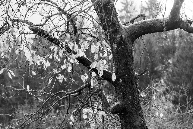 Free Tree Fall photo and picture