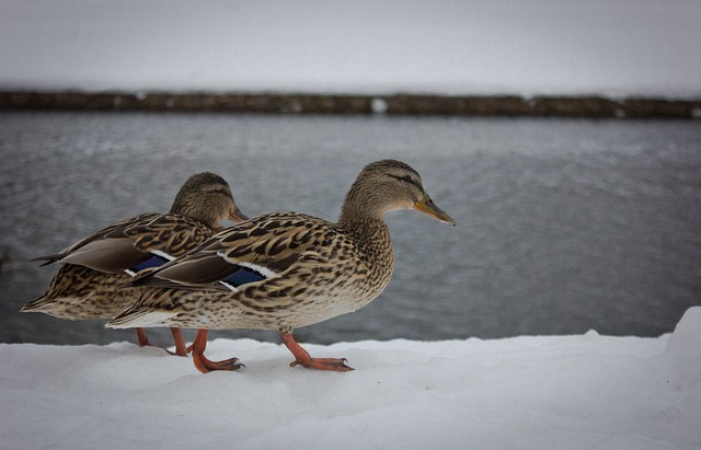 Ente, Schnee, Schnabel, Watscheln