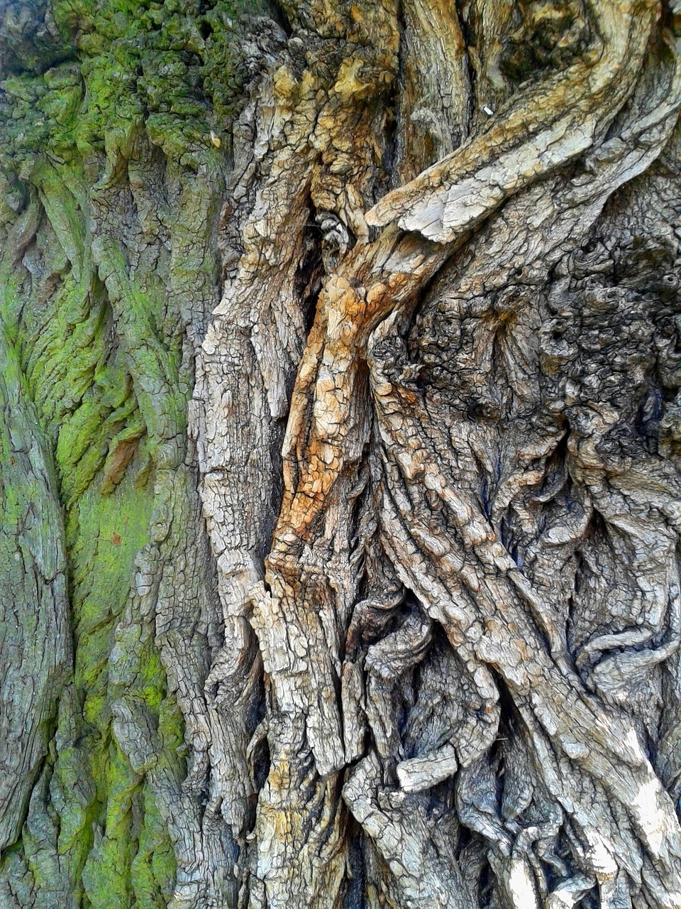 Barken Träd Nature - Gratis foto på Pixabay - Pixabay