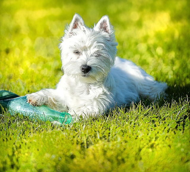 Free Dog Westie photo and picture