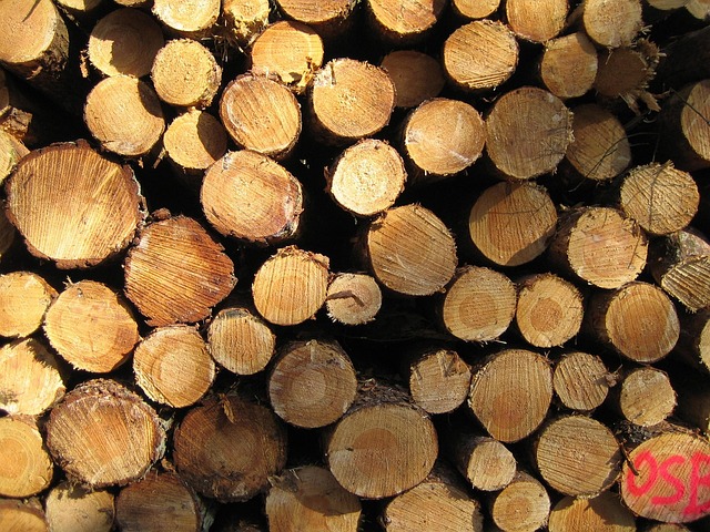 Free Wood Nature photo and picture