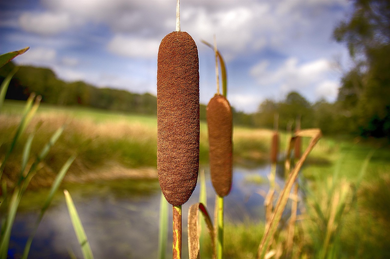 300 Free Cattails Nature Images Pixabay