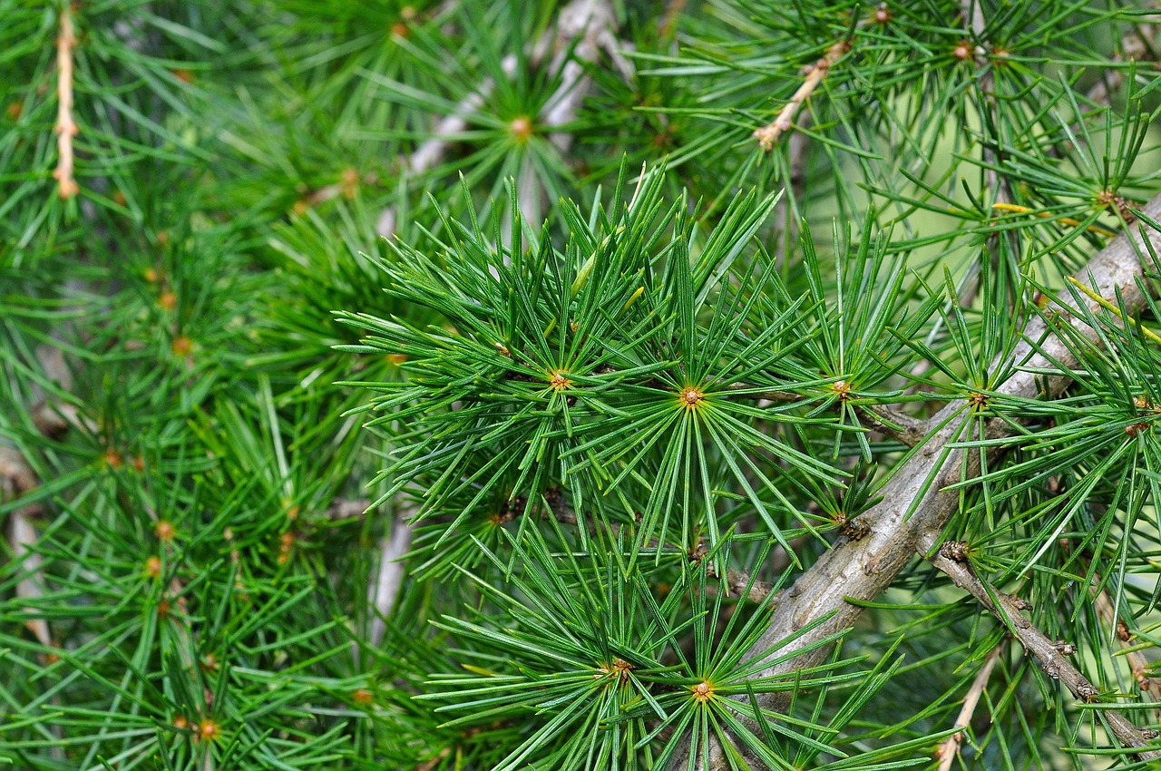 7 000  Free Cedar Tiles Cedar Images Pixabay 7 000  Free Cedar Tiles Cedar Images Pixabay