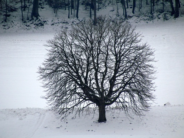 Árvore, Inverno, Neve