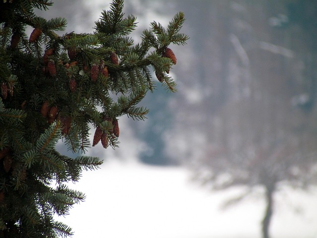 Árvore De Abeto, Ramo, Inverno, Galho
