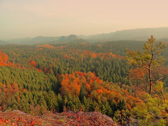 Free Fall Forest photo and picture