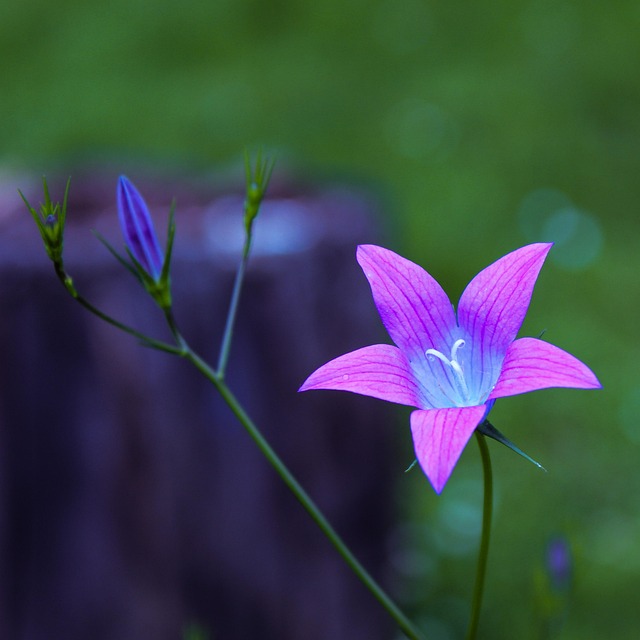 Flor, Roxa, Floral, Planta, Flora, Bloom