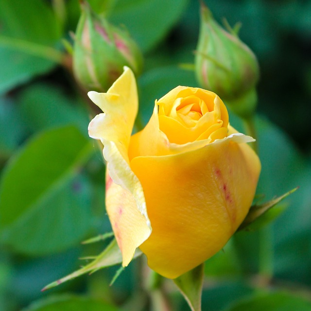 Rosa, Flor Rosa, Rosa Amarela