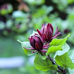 sweet shrub, calycanthus floridus, dark red