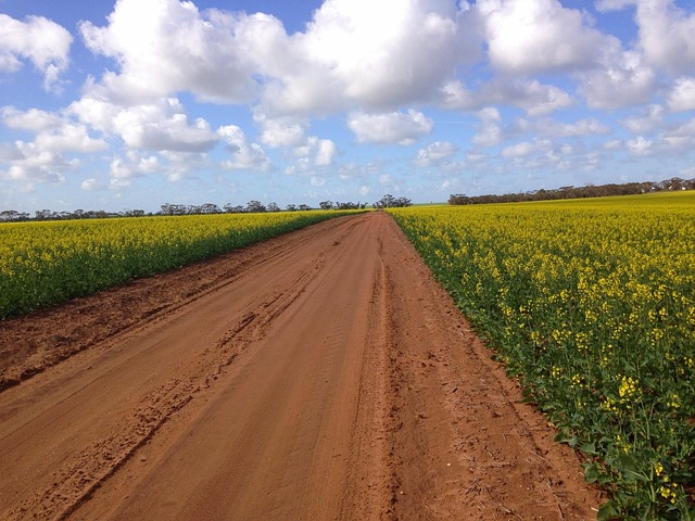 Estrada, País, Canola, Rural, Agrícola