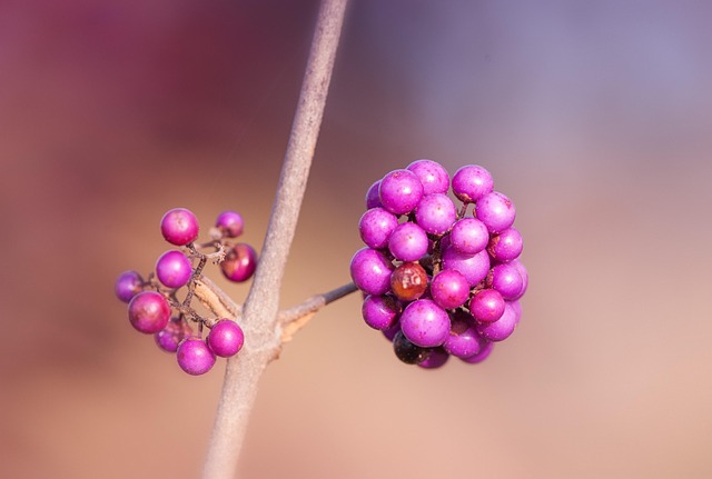 Free Berry Violet photo and picture