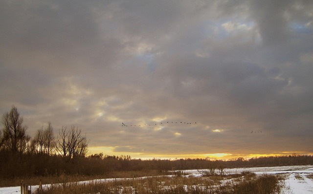 Free Oostvaardersplassen Nature photo and picture