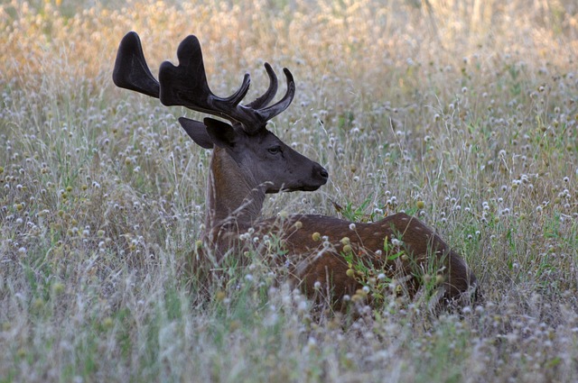 Free Stag Deer photo and picture