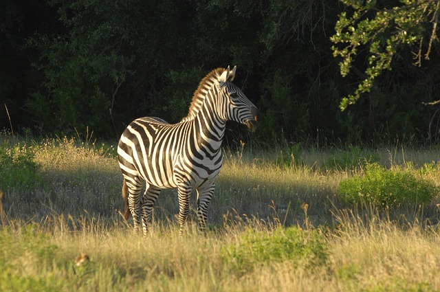 Free Zebra Animal photo and picture