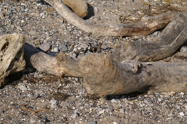 Free Driftwood Wood photo and picture